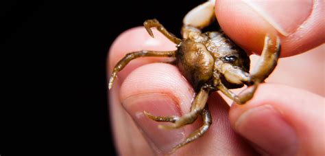 Climate Change Is Good for These Crabs’ Genitals | Hakai Magazine