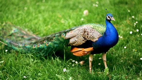 Can You Have Peacocks As Pets?