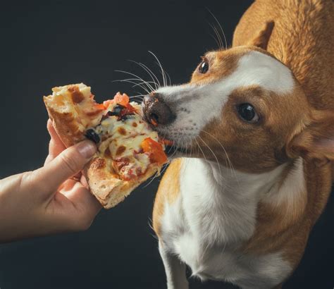 ¿Mi perro puede comer pizza? - HT VIDA ACTUAL