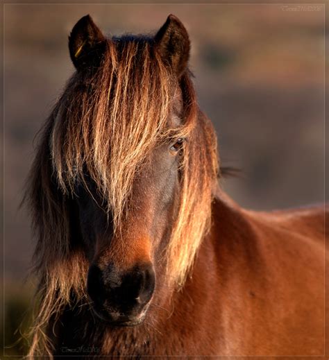 50 best Dartmoor Pony images on Pinterest | Dartmoor, Animais and Animales