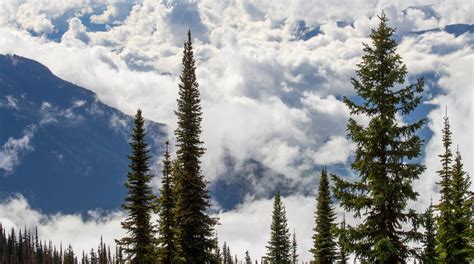 Mount Revelstoke National Park Tours - Book Now | Expedia