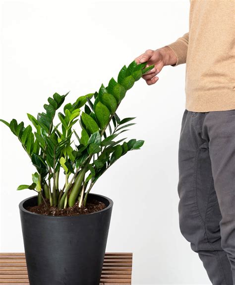 ZZ Plant 101: How to Care for ZZ Plants | Bloomscape