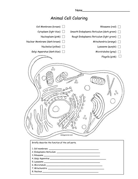 Animal Cell Coloring Worksheet