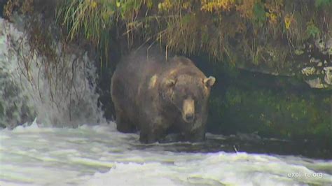 Brooks Falls Brown Bears Snapshot taken by bonidll | Explore.org