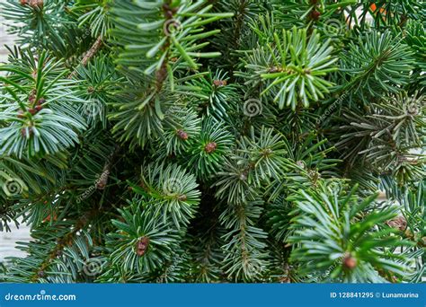 Christmas Real Fir Tree Leaves Macro Stock Image - Image of card ...