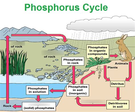 Phosphorus Cycle Diagram | Quizlet