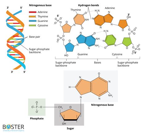 [DIAGRAM] Label The Diagrams Of Dna Nucleotides And Bases - MYDIAGRAM ...