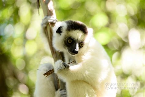 Madagascar Wildlife – Ramdas Iyer Photography