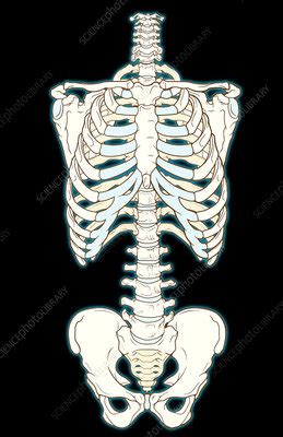 Bones of the Torso - Stock Image - C024/9848 - Science Photo Library