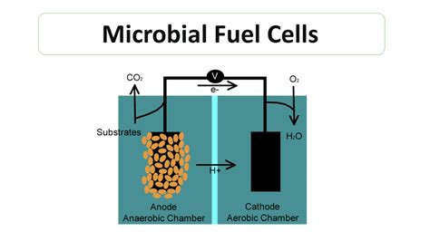 Microbial Fuel Cells ~ Microbiology Notes