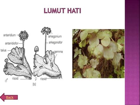 Gambar Lumut Hati – pulp