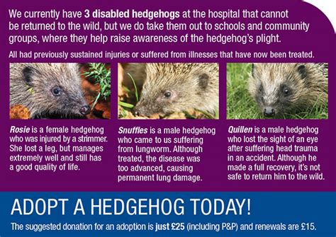 Folly Wildlife Rescue - Adopt A Hedgehog