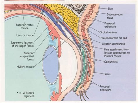 Conjunctiva Anatomy - Anatomy Reading Source