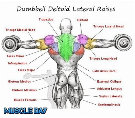 Chest Exercises - Dumbbell Pullovers | Muscle Day | Fitness Goals ...