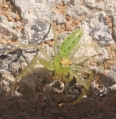 Lyssomanes viridis (Magnolia Green Jumper) in Tuscaloosa, Alabama ...