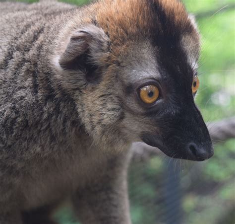 Lemur Lemur, Lakeland, Zoo Animals, Panther, Oasis, Wildlife, Park ...