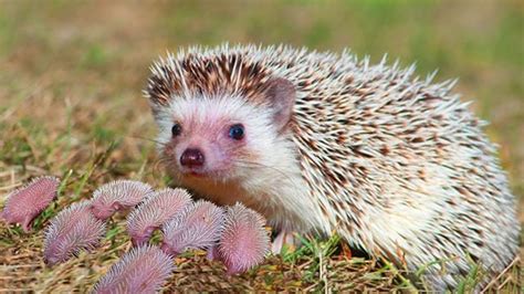 Mommy Hedgehog Giving Birth At Home To Many Cute Babies- Animal Giving ...