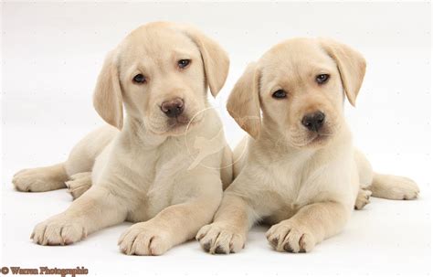 Cute Puppy Dogs: labrador retriever puppies