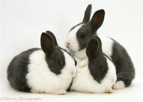 Three Baby Black Dutch rabbits photo WP22117