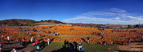 Pumpkin Festival 2016 | Flickr