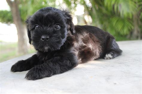 15 Cutest Shih-Poo Haircuts To Ask Your Groomer To Try