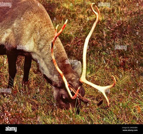 Reindeer or caribou Rangifer tarandus antlers with blood after shedding the velvet Stock Photo ...