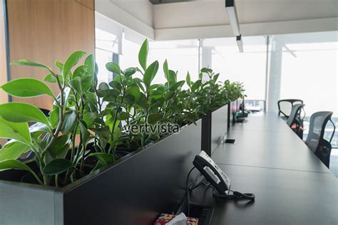 Beautiful Indoor Plants for offices in Mumbai, Office Plants Mumbai