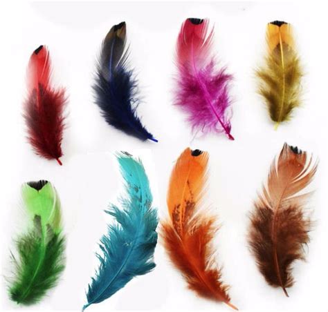 Feather selection of assorted colourful feathers