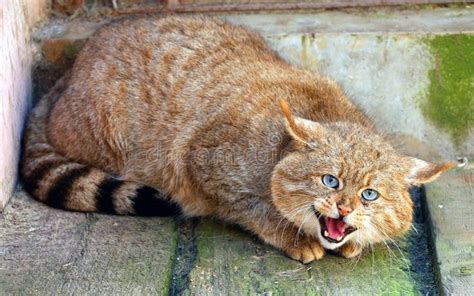 Chinese Mountain Cat (Felis bieti) | Wild cats, Small wild cats, Pet birds