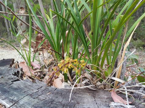 Australian Native Orchids | Gardening With Angus