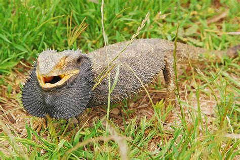 Australian Bearded Dragon 4 Photograph by Christopher Edmunds - Pixels