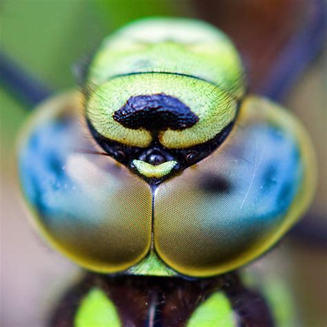 Dragonfly head close up | Never so much into the really clos… | Flickr