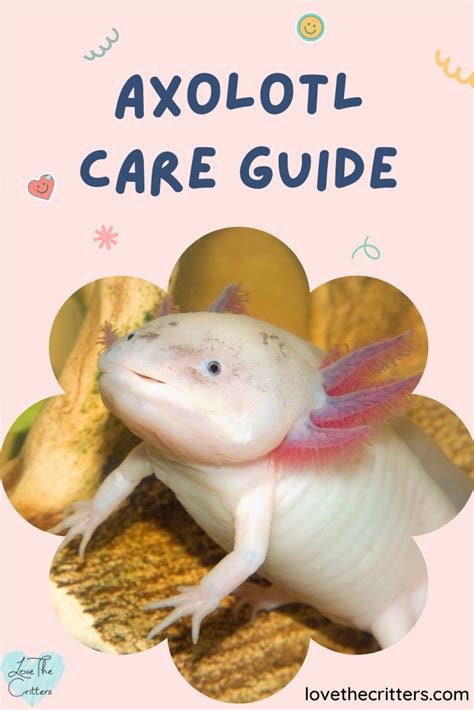 Axolotl Care Guide 20 Gallon Aquarium, Aquarium Fish Tank, Fish Tanks ...