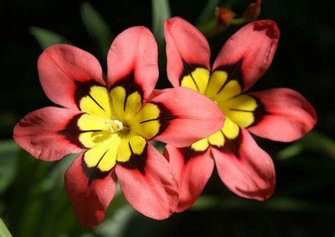 Ficha de la Sparaxis tricolor | Growing flowers, Bulb flowers, Flower care