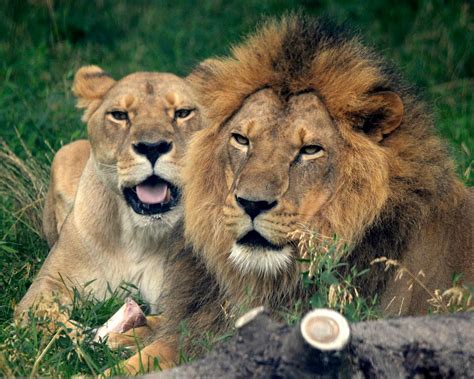 Celebrate World Lion Day At The Detroit Zoo | Royal Oak, MI Patch