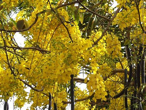 flowers - Green long caterpiller like bugs [pics included] on my Cassia fistula - Gardening ...