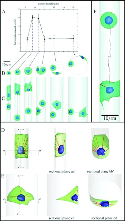 (A) Average cell migration speeds and standard error of mean (N = 5)... | Download Scientific ...