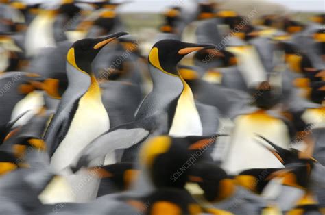 King penguins colony, Antarctica - Stock Image - C041/1251 - Science ...