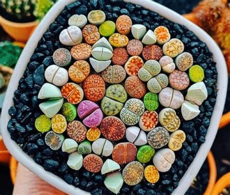 Lithops - The Stone ... plants, amazing ideas for home and garden | My ...