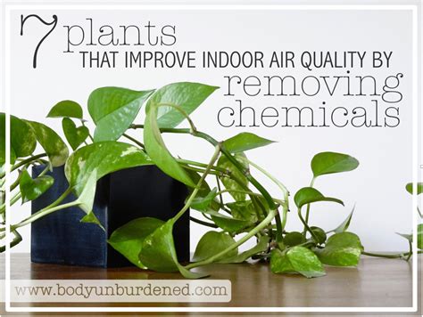 7 Plants that Improve Indoor Air Quality by Removing Chemicals