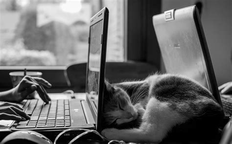 Short-fur cat, monochrome, cat, desk, laptop HD wallpaper | Wallpaper Flare