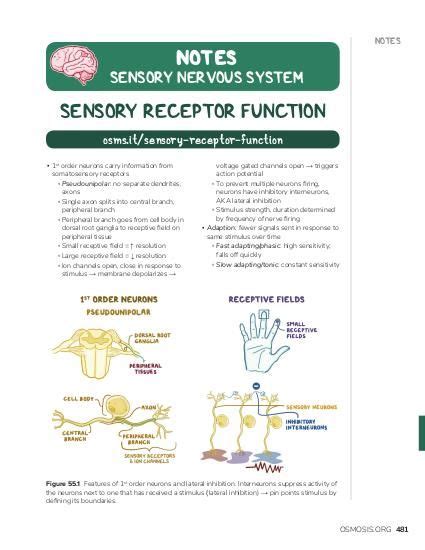 Sensory Nervous System Notes: Diagrams & Illustrations | Osmosis