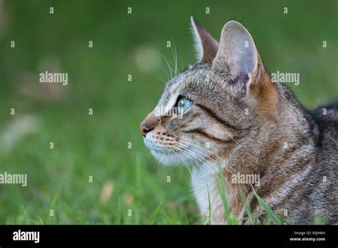 Striped Tabby Cat Stock Photo - Alamy