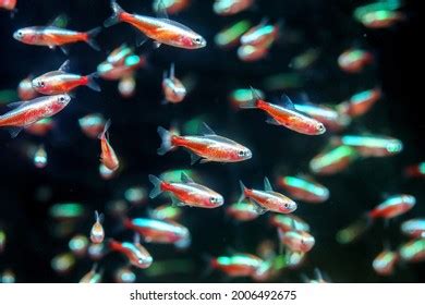 407 Cardinal tetra Images, Stock Photos & Vectors | Shutterstock