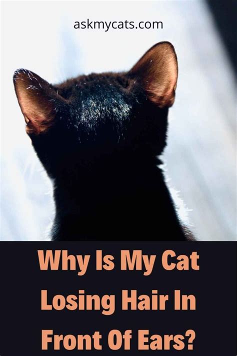 Cat Losing Hair On Ears! What’s Troubling Them?