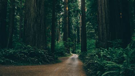 Wallpaper: Forest Road 4K | Forest wallpaper, Forest, Computer ...