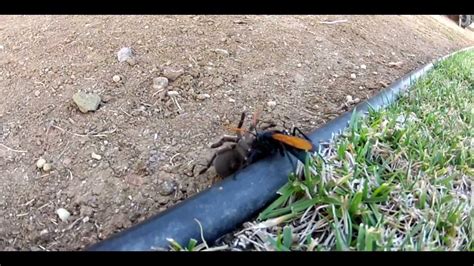 Tarantula Hawk vs Tarantula - YouTube