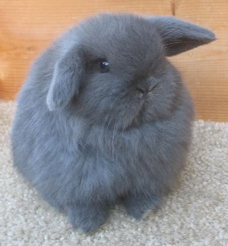 Holland Lop Colors | Bunny Lops