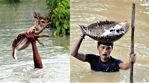 Another Video of People Saving Animals Lives - YouTube