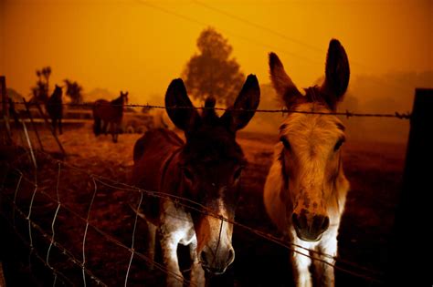 Australia wildfires: Animals in peril across the country